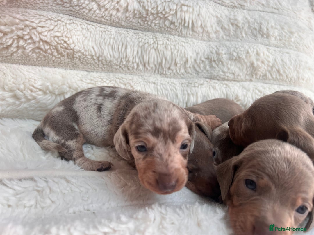 Miniature Dachshund dogs for sale: Miniature dachshunds  - Image 22