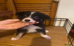 Border Collie dogs for sale: Border collie pups - Image 9