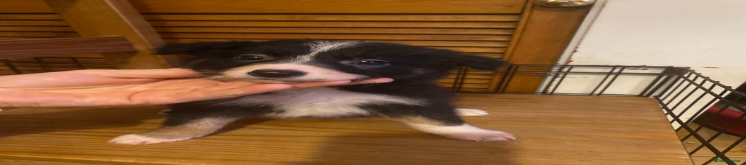 Border Collie Puppy 3