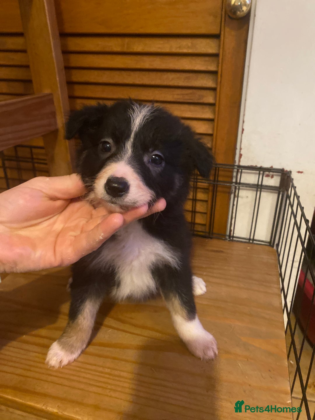 Border Collie dogs for sale: Border collie pups - Image 9