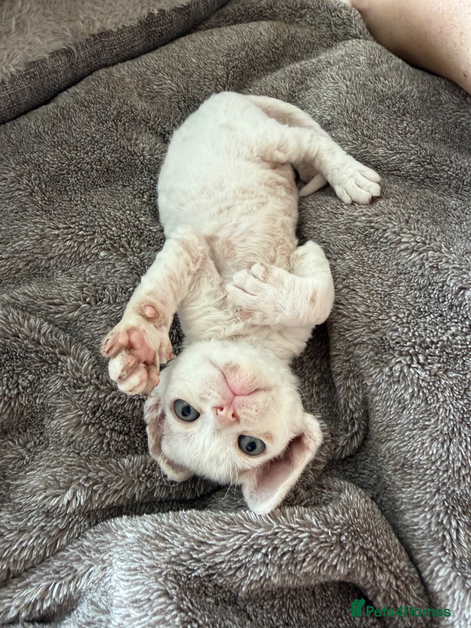 Devon Rex cats Stunning Snow White Devon Rex Kittens  - Advert 2