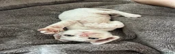 Devon Rex cats for sale: Stunning Snow White Devon Rex Kittens  - Advert 2
