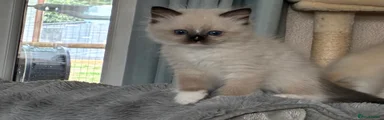 Ragdoll 2