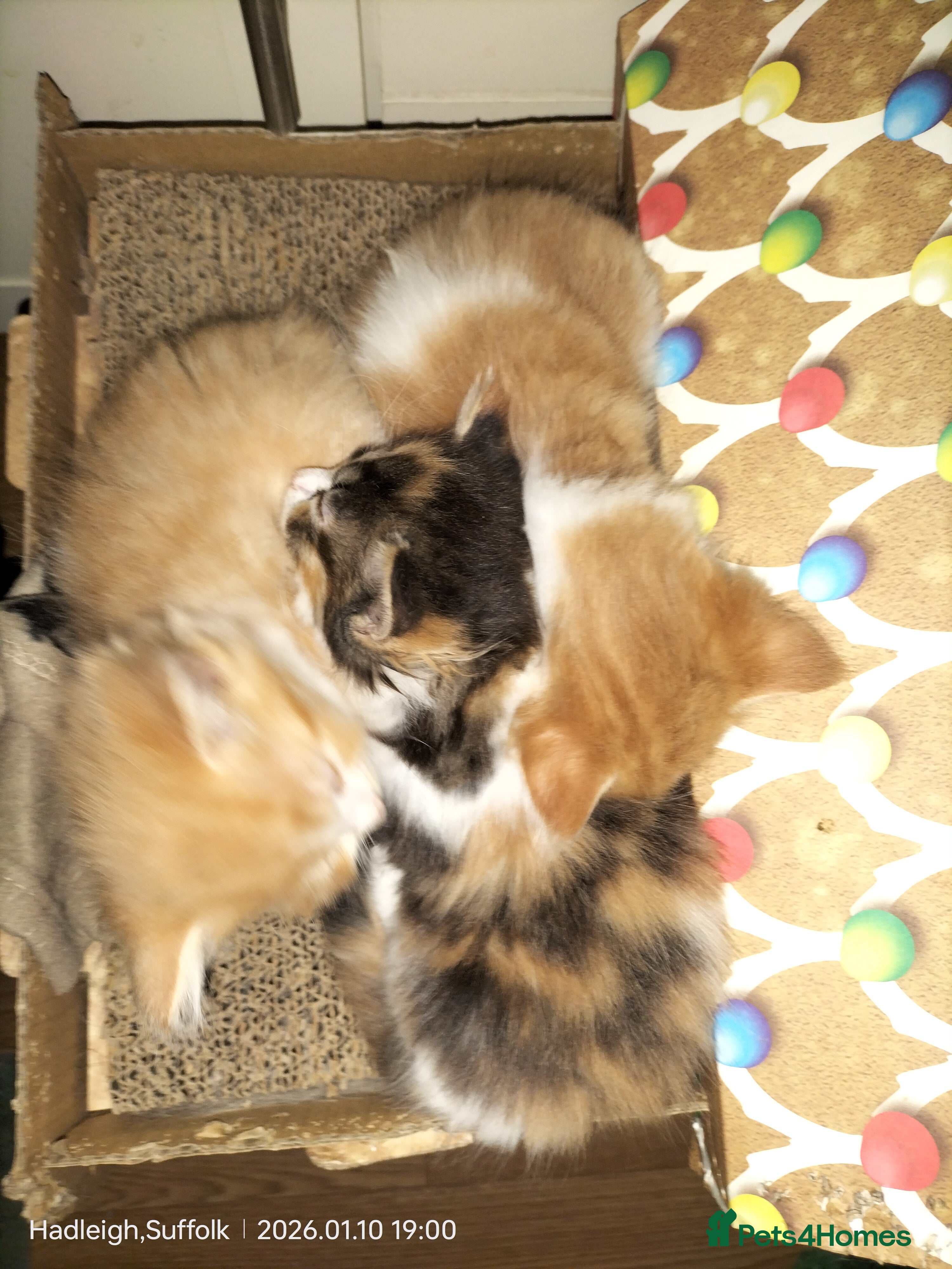 Mixed Breed cats GORGEOUS DOG AND HOOVER PROOF LONG HAIRED KITTENS - Advert 18