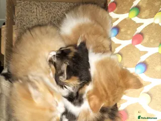 Mixed Breed cats GORGEOUS DOG AND HOOVER PROOF LONG HAIRED KITTENS - Advert 18