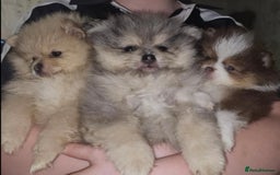 Pomeranian dogs for sale: Beautiful pom puppies -fully vaccinated  - Image 6