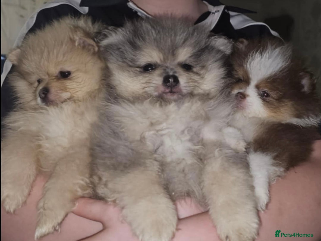 Pomeranian dogs for sale: Beautiful pom puppies -fully vaccinated  - Image 6