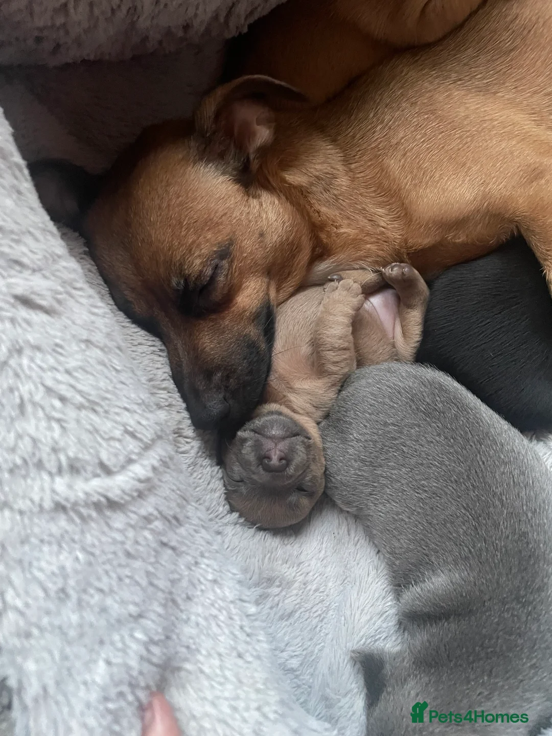 Jack Russell dogs for sale: Only 2 left 1 girl 1 boy Miniature Jack Russell  - Advert 5