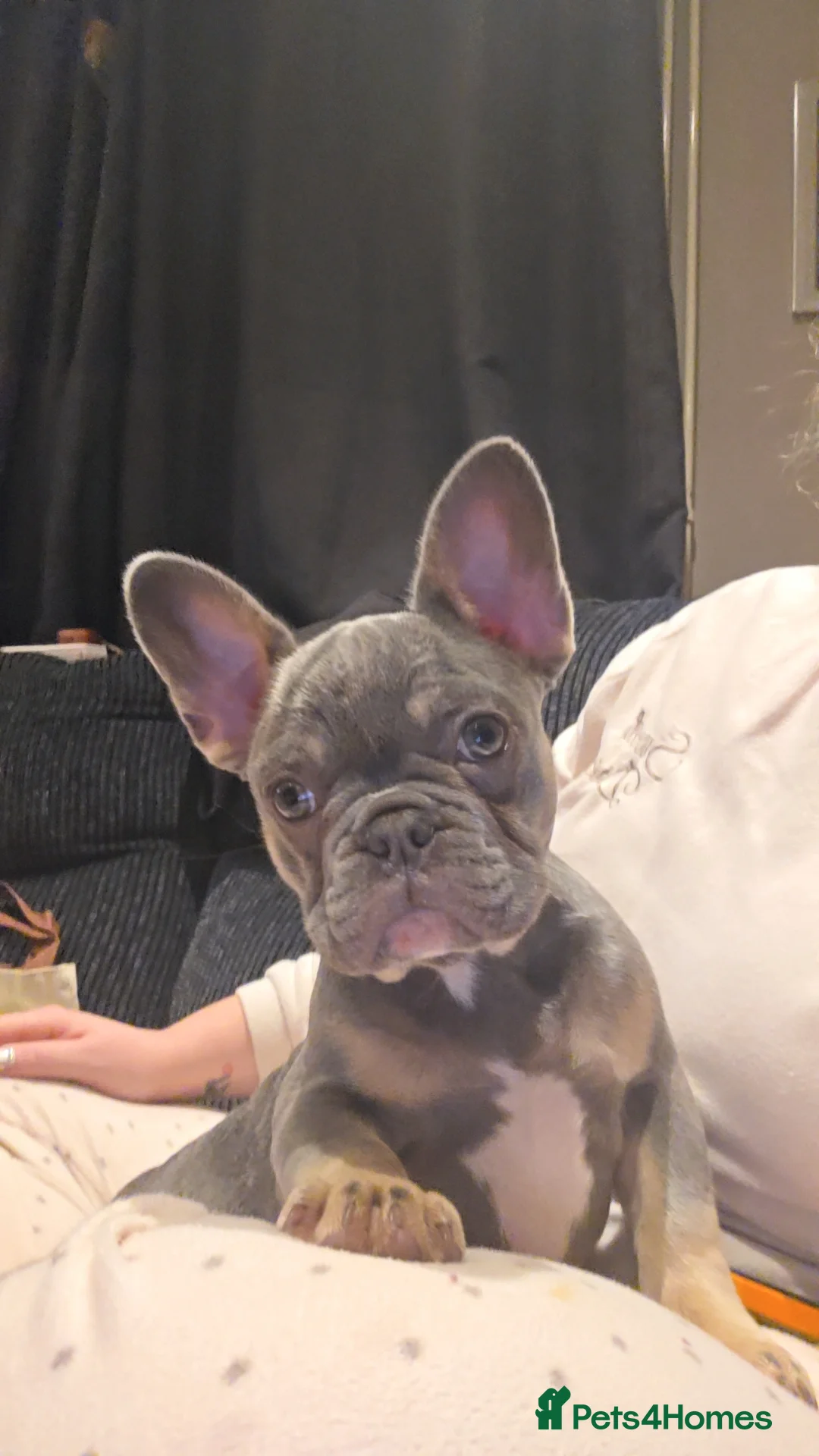 French Bulldog dogs for sale: 18 Week old French Bulldog Female in Llanelli - Advert 4