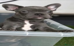 French Bulldog dogs for sale: Merle Frenchies - Image 2