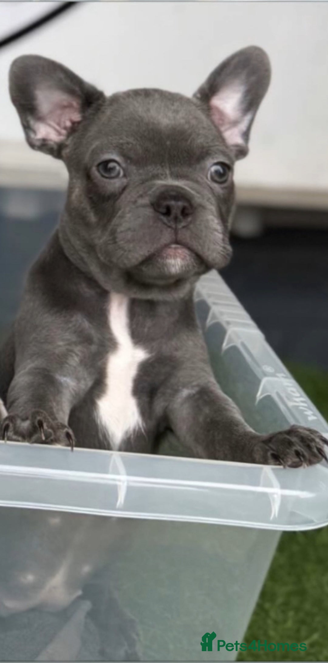 French Bulldog dogs for sale: Merle Frenchies - Image 2