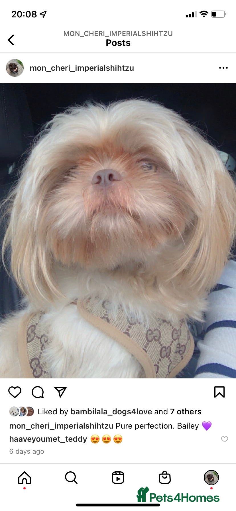 Shih Tzu dogs Lilac imperial shih tzu for stud in Clydebank - Advert 11