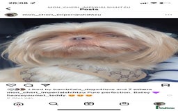 Shih Tzu dogs for stud: Lilac imperial shih tzu for stud in Clydebank - Image 1