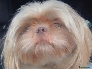 Shih Tzu dogs Lilac imperial shih tzu for stud in Clydebank - Advert 7