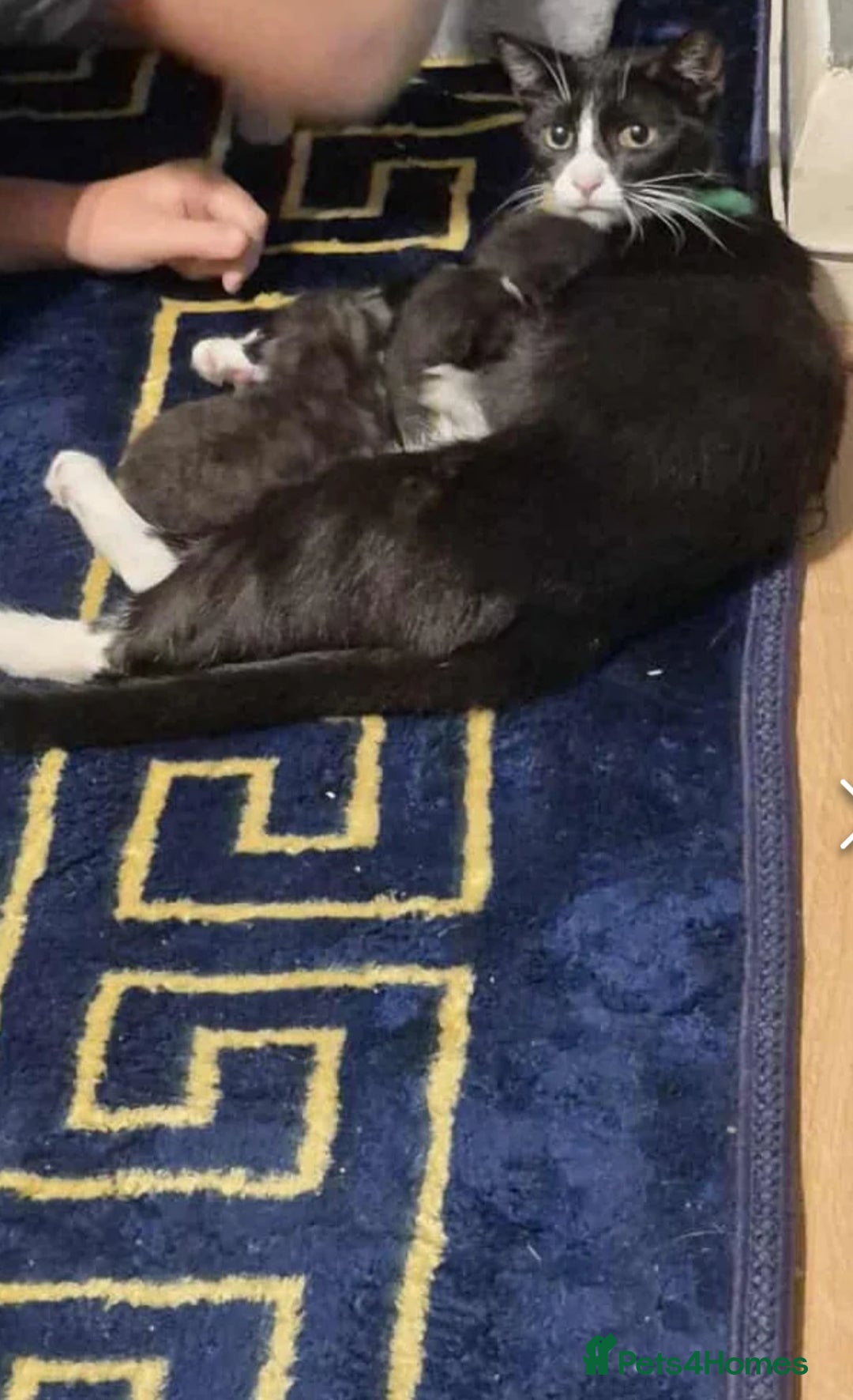 Mixed Breed cats for sale: 9 week old gorgeous kittens  - Advert 2