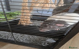 Rat rodents for sale: 2 Male rats arround 8 month - Advert 4