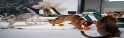 Abyssinian cats for sale: Stunning Wild Ruddy Abyssinian|TICA|Super friendly - Advert 40
