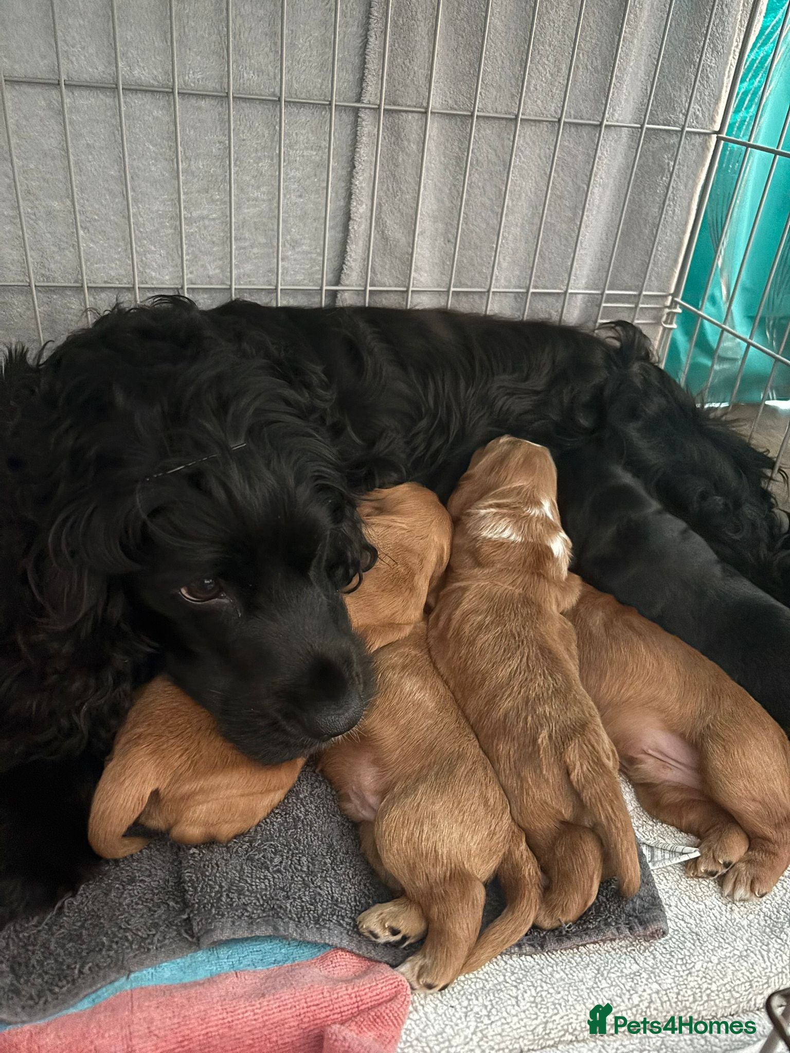 Cocker Spaniel dogs for sale: Show Cocker Spaniels Puppies in Witney - Advert 13