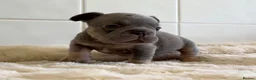 French Bulldog dogs for sale: French bulldog puppy's  in Havant - Advert 10