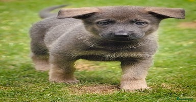 German Shepherd dogs - Advert 3