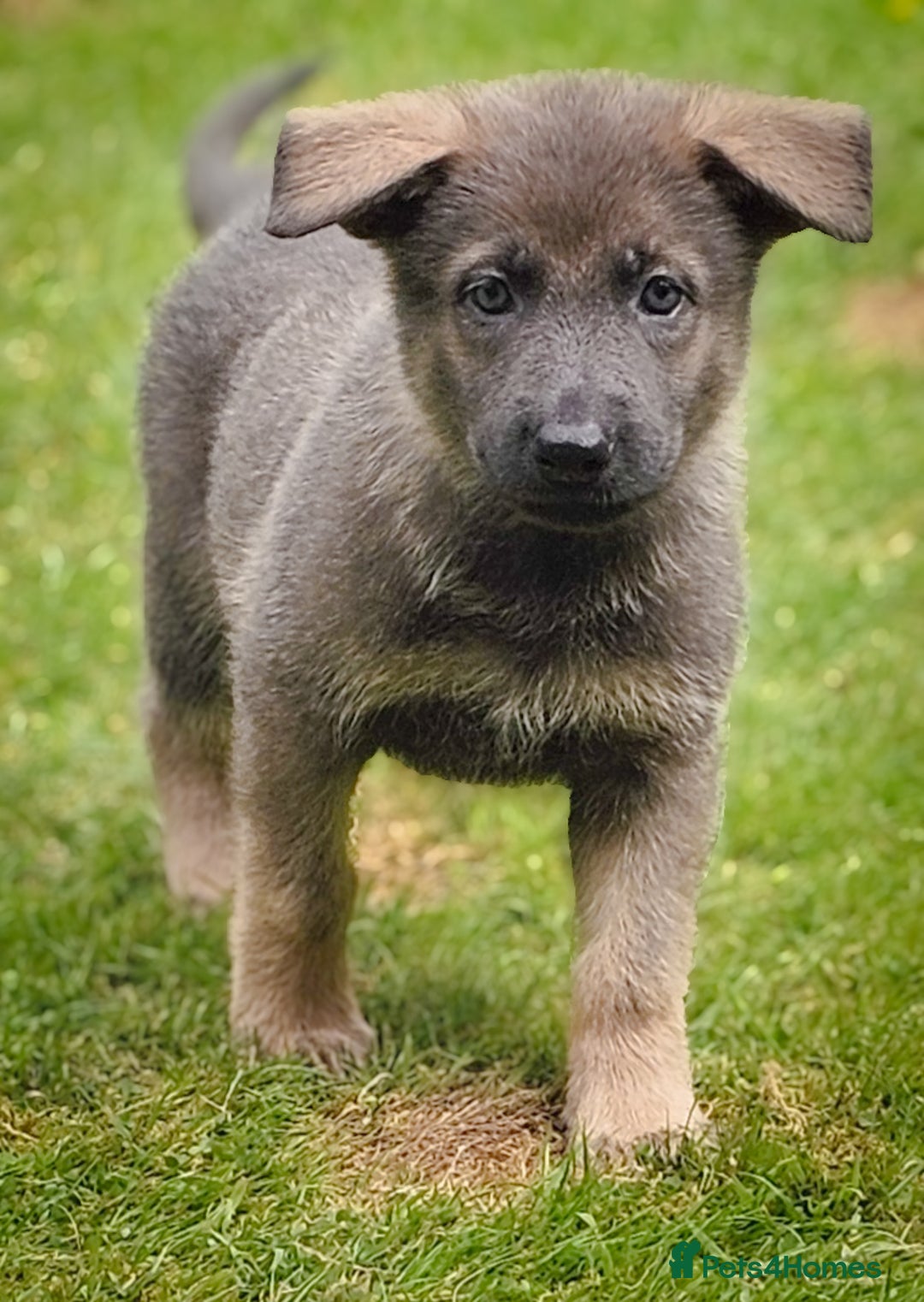 German Shepherd dogs for sale: 🔹️beautiful purebred straight back KC gsp's🔹️ - Image 15