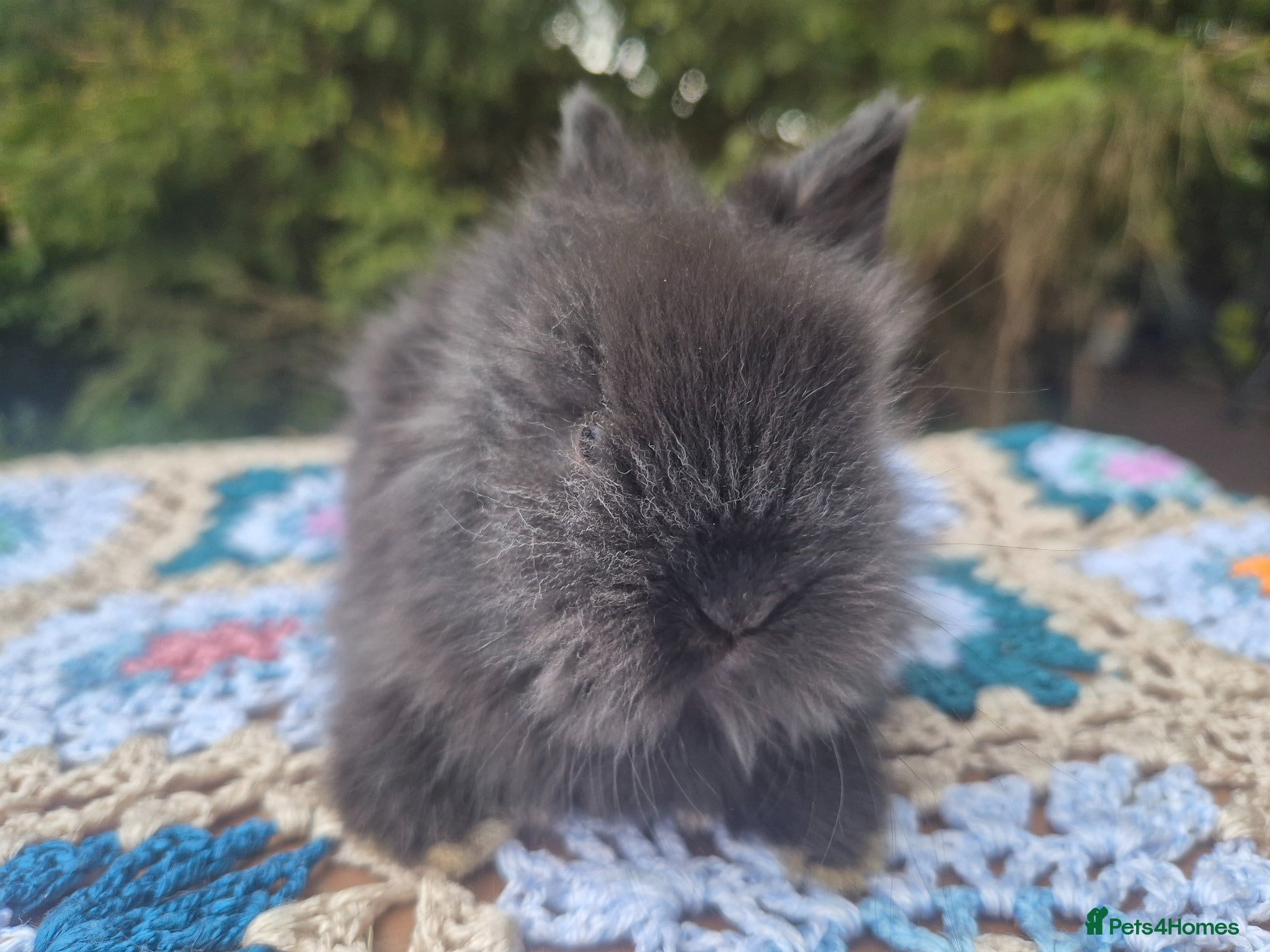 Angora rabbits 💜 Gorgeous Teddydwerg babies- parents imprted 💜 - Advert 2
