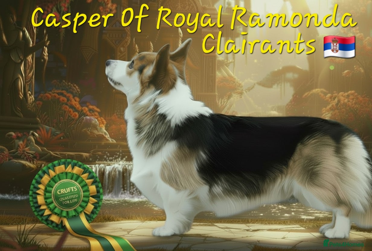 Welsh Corgi Pembroke dogs Kc reg Serbian import for stud - Advert 2