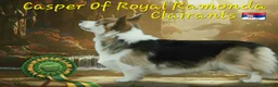 Welsh Corgi Pembroke dogs for stud: Kc reg Serbian import for stud - Advert 1