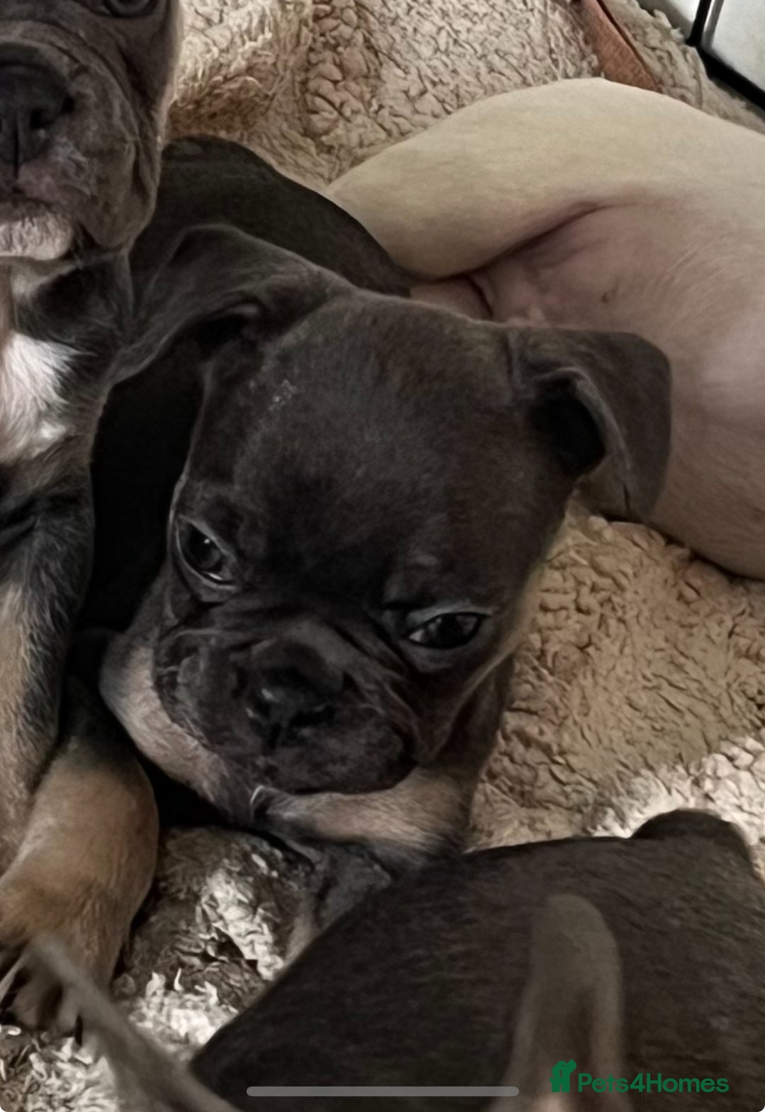 French Bulldog dogs for sale: READY TO LEAVE TODAY French bulldogs - Image 10