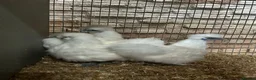 Chickens poultry for sale:   Purebred Silkies, Polands & Sablepoot Bantams - Advert 3