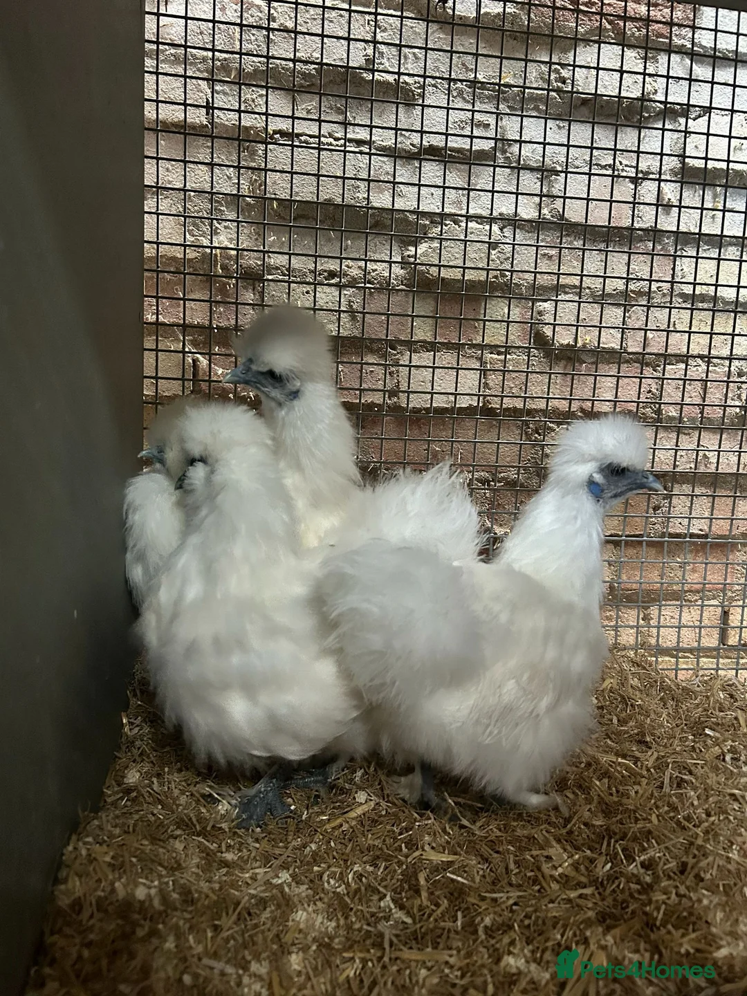 Chickens poultry for sale:   Purebred Silkies, Polands & Sablepoot Bantams - Advert 3