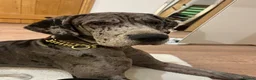 Great Dane dogs for sale: WINNIE THE GREAT DANE  - Advert 3