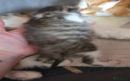 Mixed Breed cats for sale: Beautiful Fluffy Kittens 2 Boys 1 Girl - Image 8