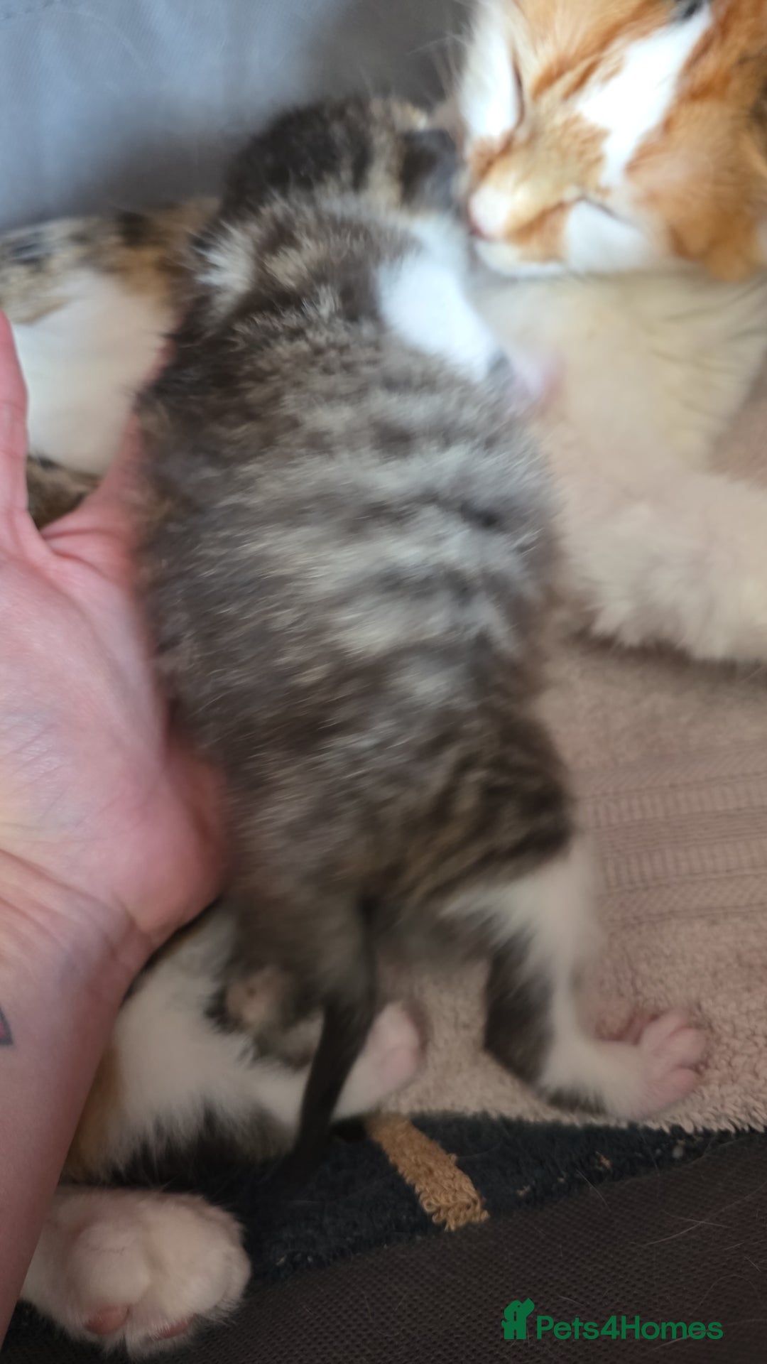 Mixed Breed cats for sale: Beautiful Fluffy Kittens 2 Boys 1 Girl - Image 8