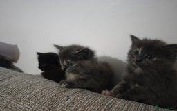 Nebelung cats for sale: Kittens  - Image 15