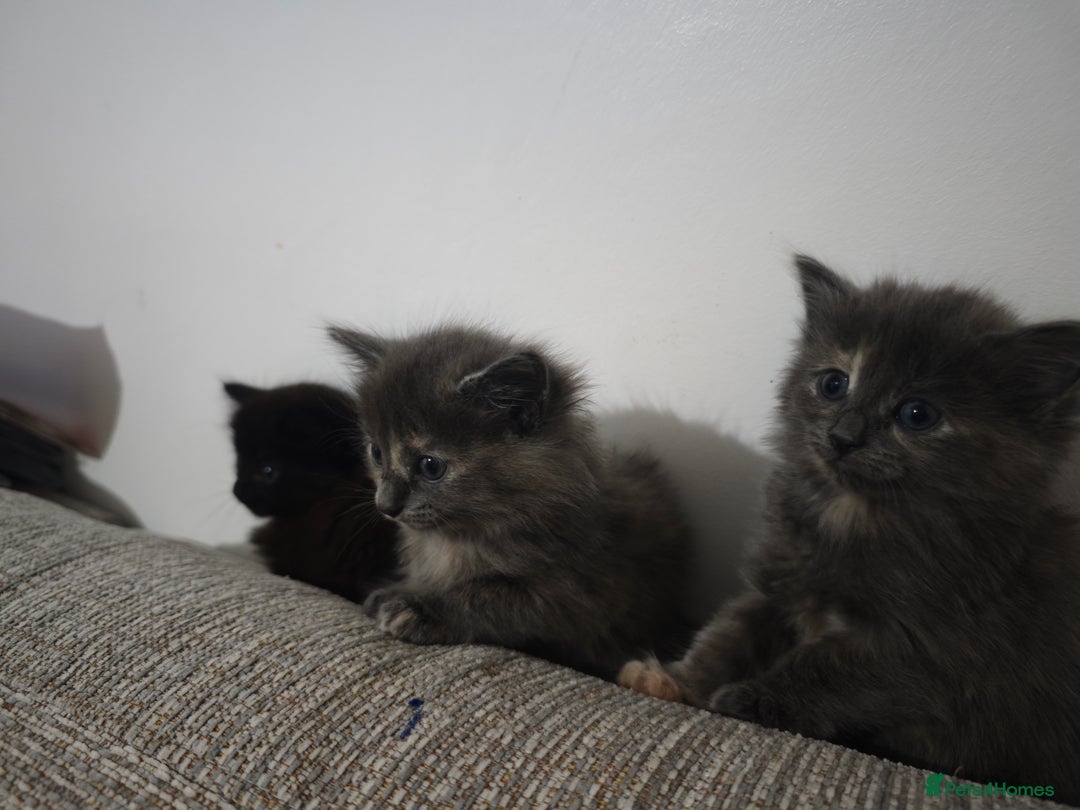 Nebelung cats for sale: Kittens  - Image 15