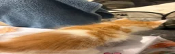 Mixed Breed cats for sale: 3 kitten rehoming - Advert 9