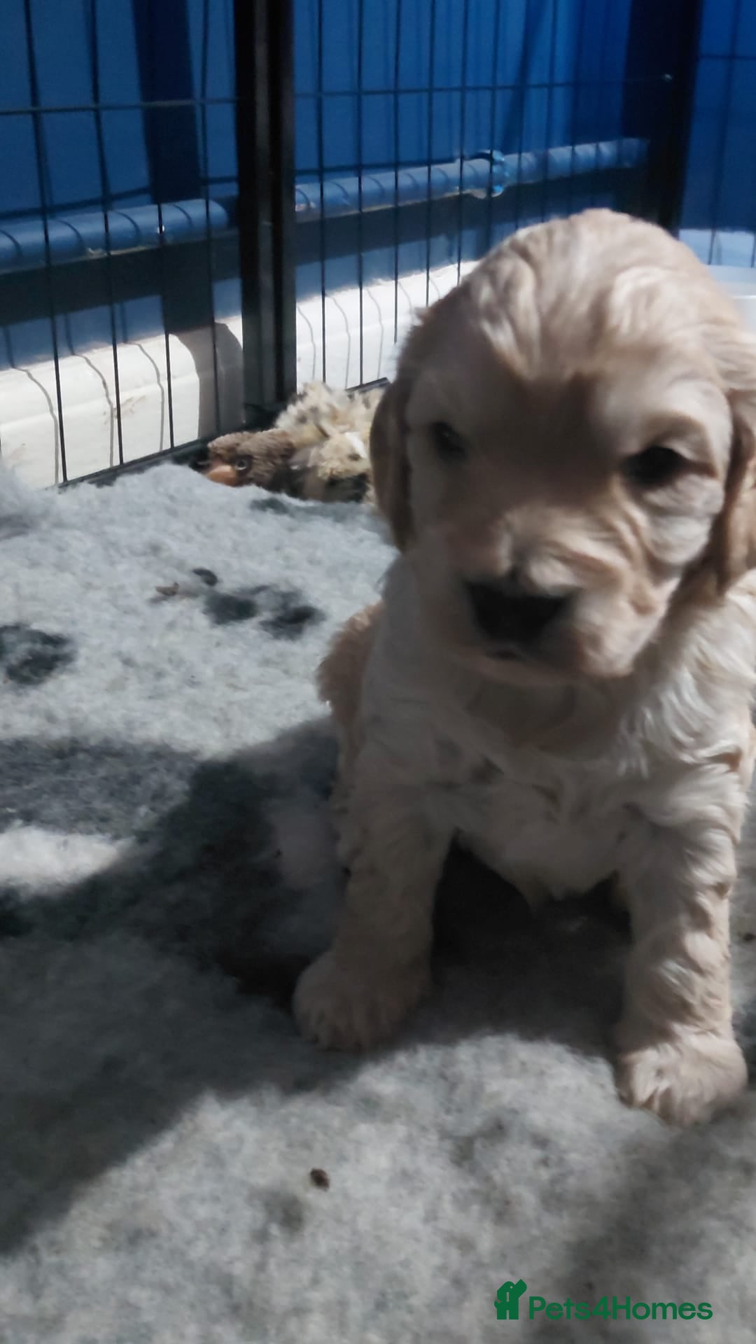 Cockapoo dogs Beautiful cockapoo puppies  - Advert 8