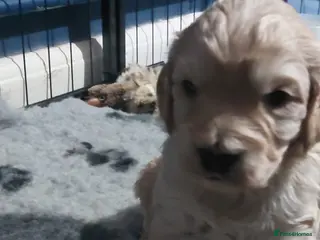 Cockapoo dogs Beautiful cockapoo puppies - Advert 8