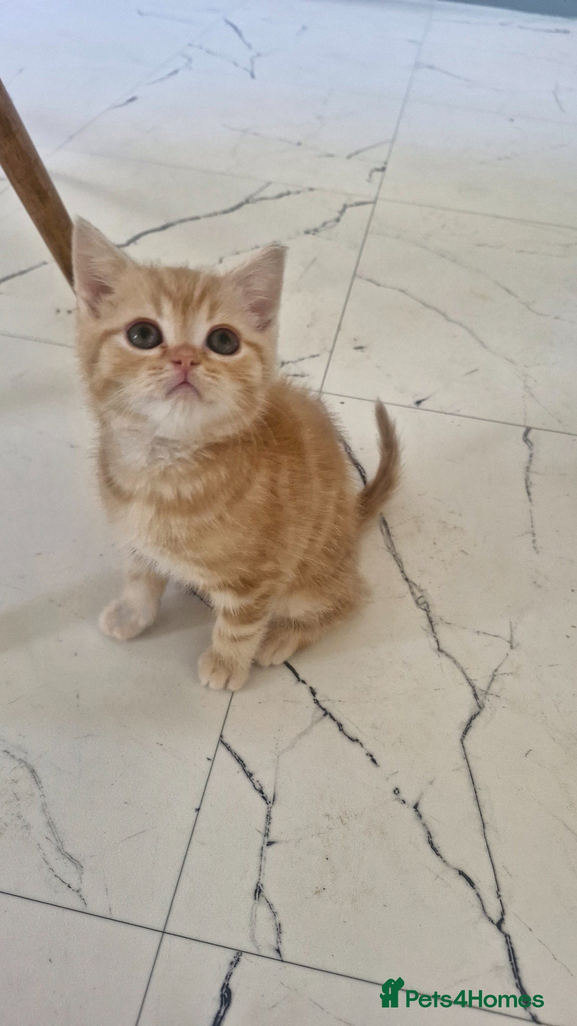 Scottish Fold cats Scottish Fold Kittens READY FOR NEW HOMES  - Advert 21