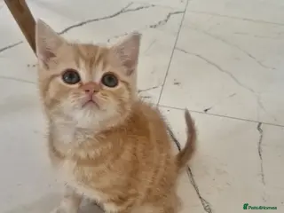 Scottish Fold cats Scottish Fold Kittens READY FOR NEW HOMES - Advert 21