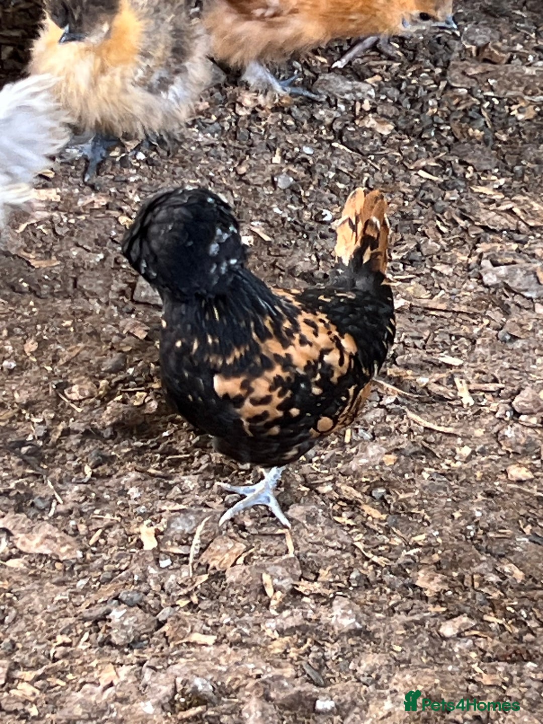 Chickens poultry for sale: Big sale of silkie and polish £5 each! - Image 7