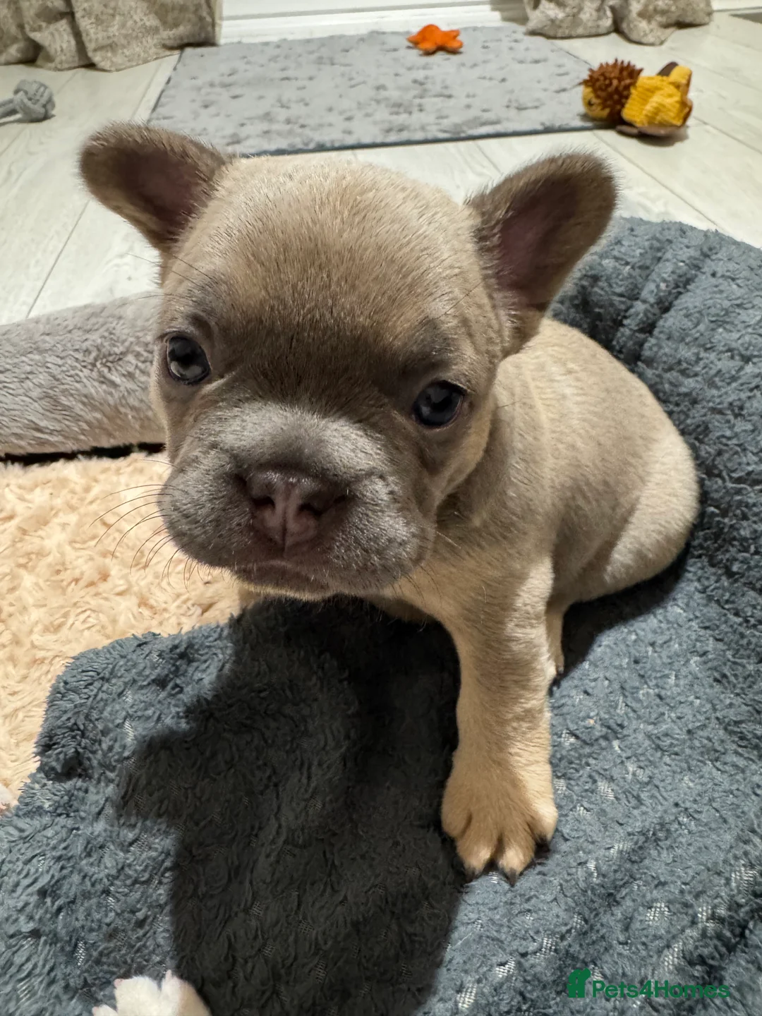 French Bulldog dogs for sale: platinum and Isabella blue fawn French bulldog  - Advert 8