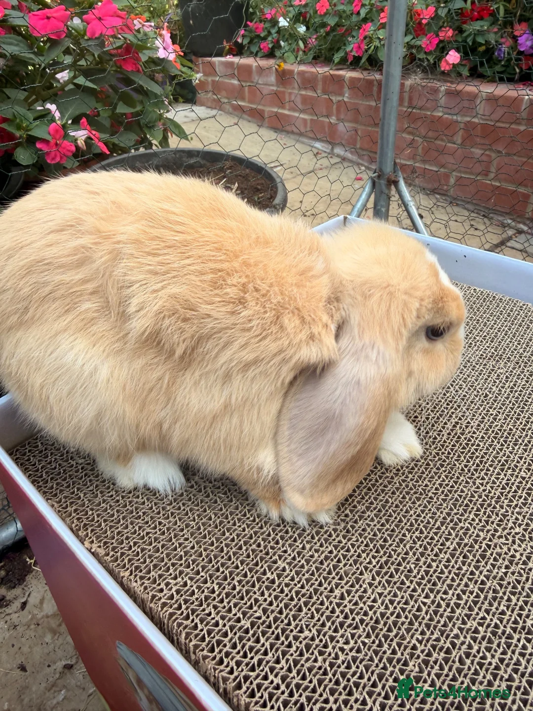 Mini Lop rabbits for sale: Ginger & White Mini Lop Doe Available Now - Advert 3