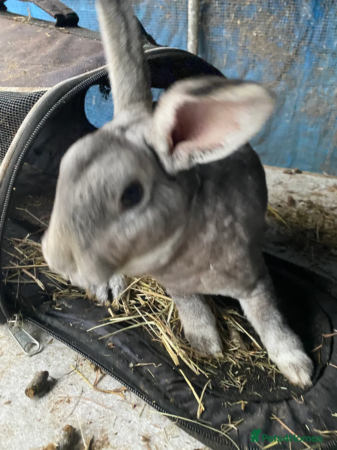 Mixed Breed rabbits for sale: New zealand, rex and mixed doves for sale! - Advert 13