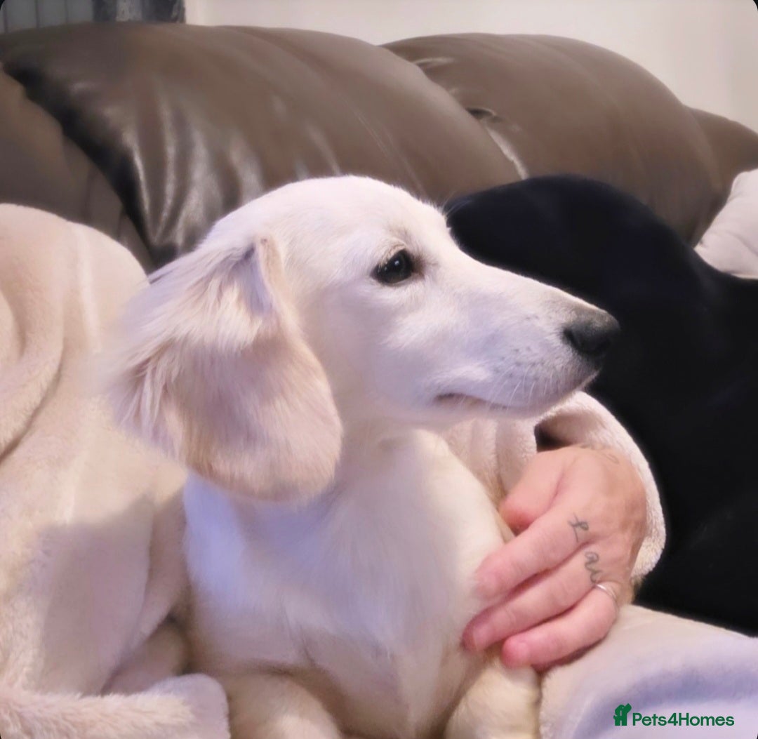 Miniature Dachshund dogs for sale: Exceptional KC White Cream Minature Dachshund  - Advert 9