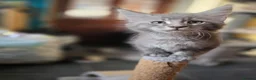 Maine Coon cats for sale:  Maine Coon Kittens Champion Bloodline  - Advert 9