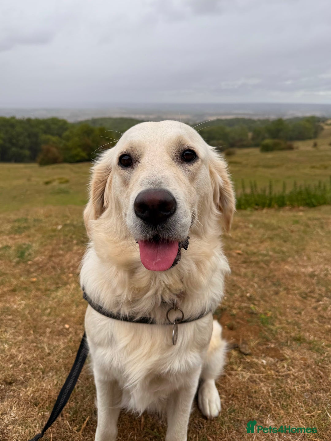 Mixed Breed dogs for sale: Looking for new best forever home for my dogs - Advert 7