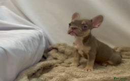 French Bulldog dogs for sale: 💕🐾 Stunning French bulldogs 🐾💕 - Advert 14