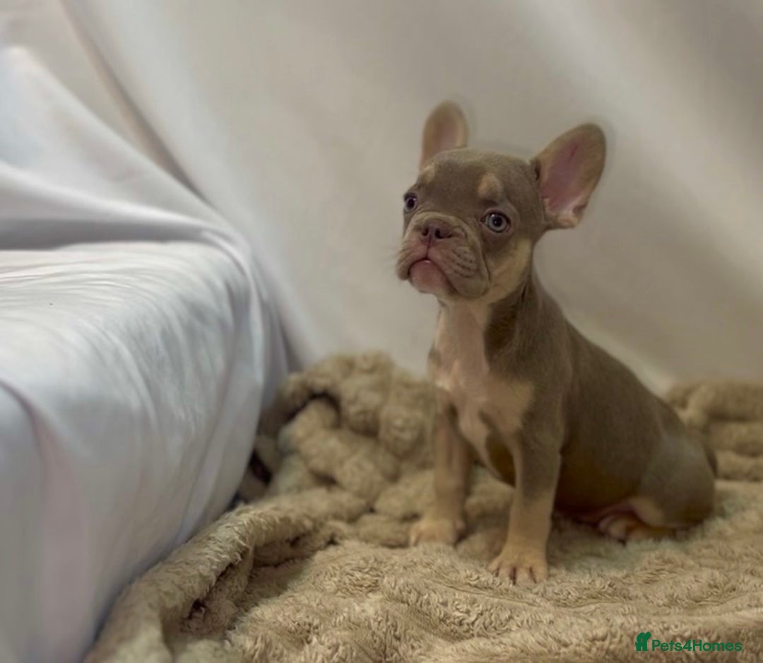 French Bulldog dogs for sale: 💕🐾 Stunning French bulldogs 🐾💕 - Advert 14